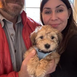 Carlo - Red male Havanese puppy in Hudson, New York from Havanese of Claverack and Hudson Valley Labradors