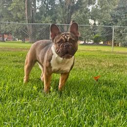 Rosie - French Bulldog
