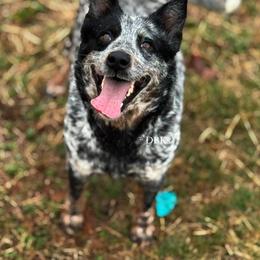 Athena - Australian Cattle Dog