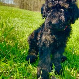 Boy 2 - Tri-color male Bernedoodle puppy in Spring Valley, Wisconsin from Filipiak Breeders