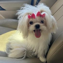 Maltese Puppies from Tina Harville