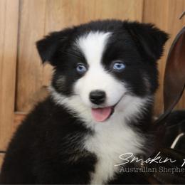 Cherry blossom - Black tri-color female Australian Shepherd puppy in Grapeland, Texas from Smokin K Aussies