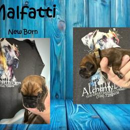 Malfatti - Fawn male Great Dane puppy in Medford, New York from Alchemy Danes