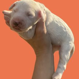 Pumpkin - White and lemon female Dalmatian puppy in Bremen, Georgia from Clark’s Dalmatians