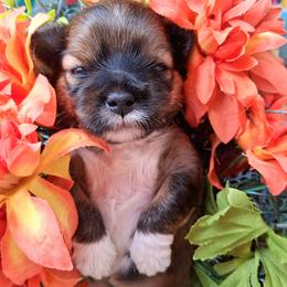 Lhasa Apso puppies from Maryann & Kandis