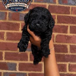 Ella - Black female Cockapoo puppy in Mobile, Alabama from Ace of Spades Yorkies