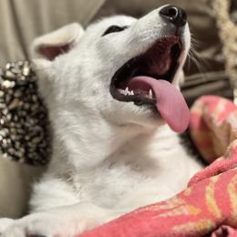 George Washington - White male German Shepherd puppy in Medaryville, Indiana from PatriotPups.org