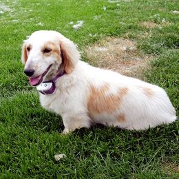 Ted - Dachshund