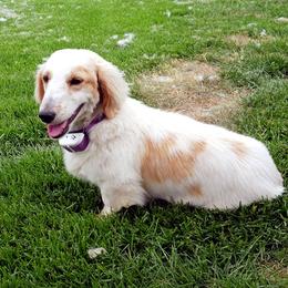 Ted - Dachshund