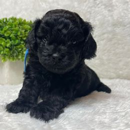 Cavapoos and Poodles from Lowcountry Cavapoos and Toy Poodles