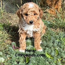 Hank - Cream male Poodle puppy in Lance Creek, Wyoming from CK Poodles LLC