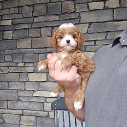 Stella - Red female Cavapoo puppy in Apple Creek, Ohio from Grandeur Valley Puppies