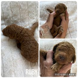 Ruby - Red  female Poodle puppy in Mount Vernon, Illinois from AMC Poodles