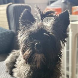 GusGus - Yorkshire Terrier