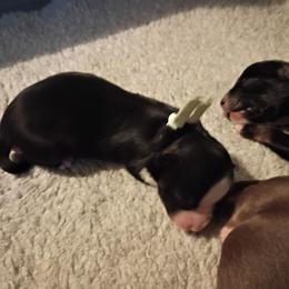 Jade (teal) - Black tri-color female Australian Shepherd puppy in Okeechobee, Florida from Rothsolid Puppies