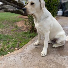 Labrador Retriever All Grown Up from Royal Ridge Labs