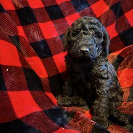 Spaghetti - Black male Poodle puppy in St. Johnsbury, Vermont from Poodles of the Northern Woods