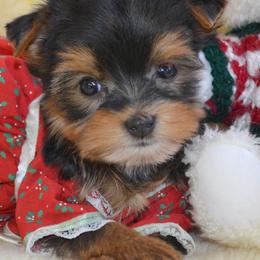 Shiba Inu and Yorkshire Terrier Puppies from Royal Kennels