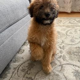 Goldendoodle Puppies from Golden Nest Doodles