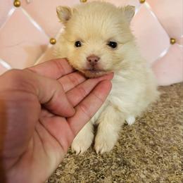 Cookie Butter - Beaver female Pomeranian puppy in Buck Valley, Pennsylvania from Buck Valley Pomeranians