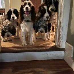 Kelly - English Springer Spaniel