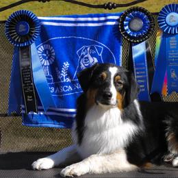 Australian Shepherd and Miniature Australian Shepherd All Grown Up from Ridgestar Aussies