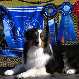 Australian Shepherd and Miniature Australian Shepherd All Grown Up from Ridgestar Aussies