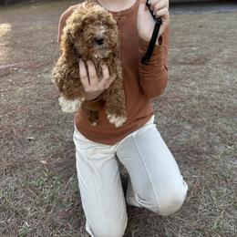 Black collar - Red  male Goldendoodle puppy in Lake Butler, Florida from Providence Ranches