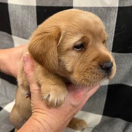 Purple Collar - Girl - Yellow female Labrador Retriever puppy in Beaverdam, Virginia from Gold Heart Labradors