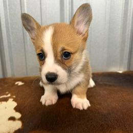 Puppy 1 - Red female Pembroke Welsh Corgi puppy in Linden, Texas from W&W “lil” Wrangler Corgis