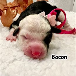 BACON - Black and white female Bernedoodle puppy in Houston, Texas from Pia’s Doodle Poodle Wag