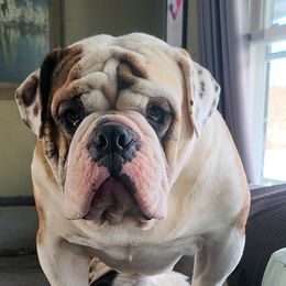 Bulldog Puppies from Pappy's Bullies