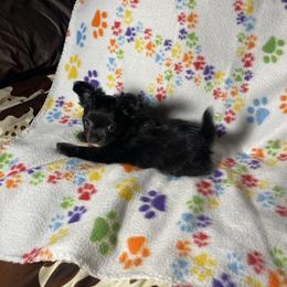 Chihuahua Puppies from Anastasia’s Tiny Pupps