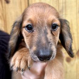 Dachshund puppies from The Teacup Homestead Miniature Dachshunds