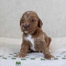 Merry - Red  female Goldendoodle puppy in Warsaw, Ohio from Lovabledoodles