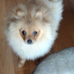 Pomeranians from Peggy's Precious Pomeranians