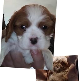 Perry - Blenheim male Cavalier King Charles Spaniel puppy in Spring Hill, Florida from Wonderland Cavaliers