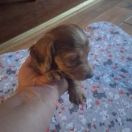 Luna - Dapple female Dachshund puppy in Paducah, Kentucky from Donette's Doxies