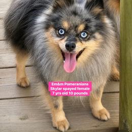 Skylar--spayed - Blue merle female Pomeranian puppy in Kentucky from Em&M Pomeranians