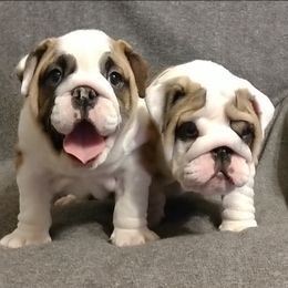 Bulldogs from Heritage Bulldogs