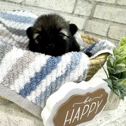 Sandy - Orange sable female Pomeranian puppy in Eden, North Carolina from Whippoorwill Pomeranians