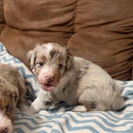 Lyle - Red merle male Aussiedoodle puppy in Warrensburg, Missouri from Dreamer Ridge Puppies