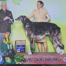 Drax - Borzoi