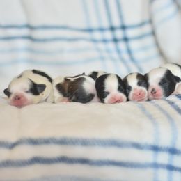 Shichon puppies from PTK Ranch