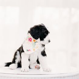 Patsy - Bernedoodle puppy in Grants Pass, Oregon from Royal Empire Bernedoodles