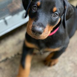 Doberman Pinscher Puppies from Love of Dobermans