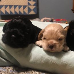 Cocker Spaniel Puppies from Ashwood Cockers