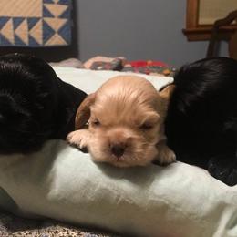 Cocker Spaniel Puppies from Ashwood Cockers