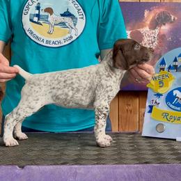 Snow White - Liver and white female German Shorthaired Pointer puppy in North Branch, Minnesota from Chrishelle Farm