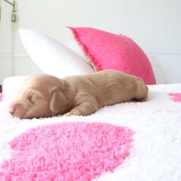 Jax - Cream male Dachshund puppy in Mc Donough, Georgia from Hot Diggity Doxies